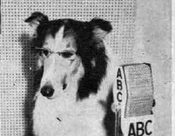 Lassie